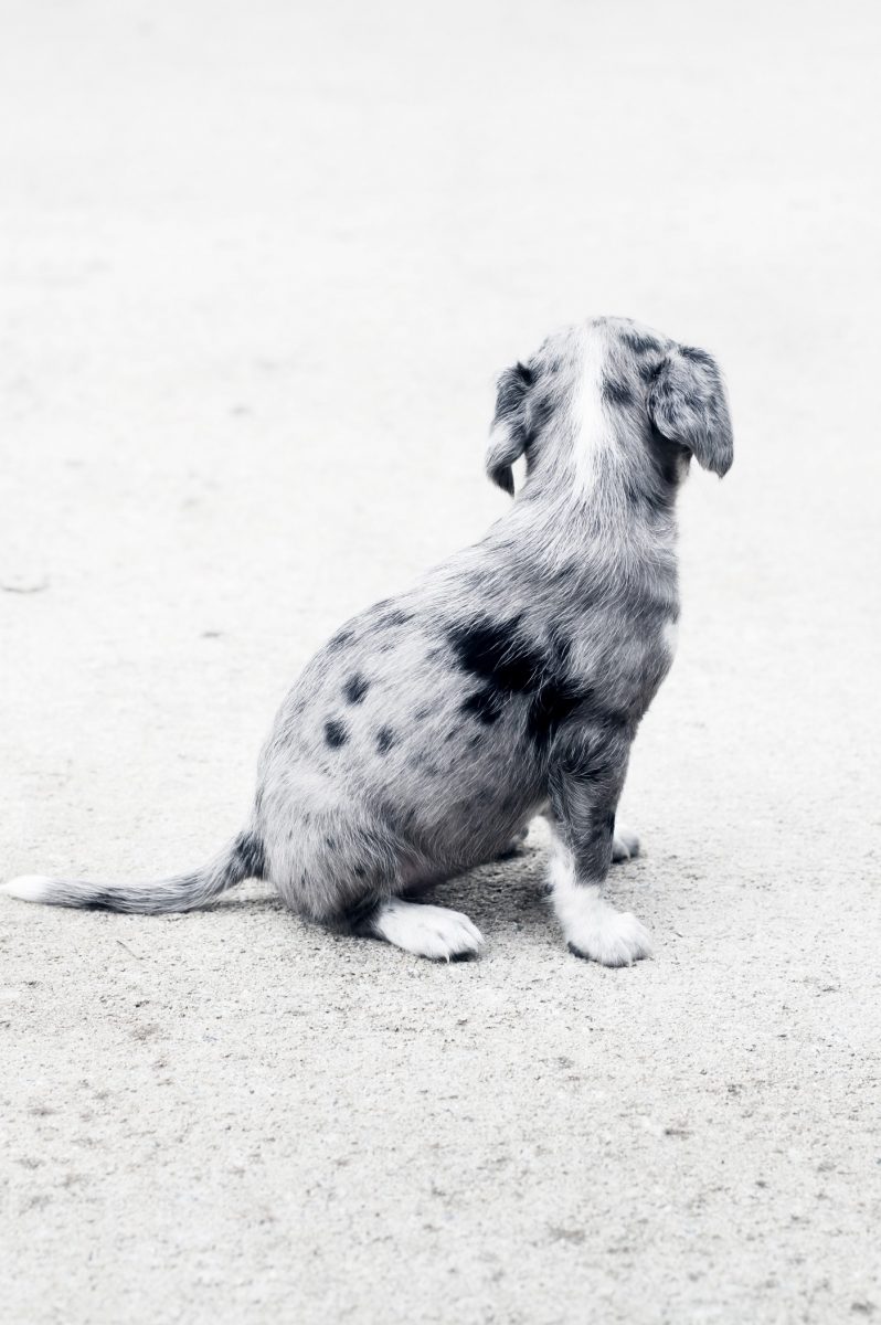 科普 狗狗可以使用人类的洗发水吗 Dogcare